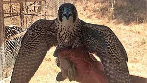 Yaralı bulunan Gökdoğan kuşu tedavisinin ardından doğaya salındı 