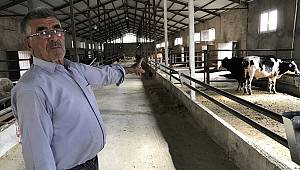 Yılan sokması sonucu kurbanlık 3 büyükbaş hayvanı telef oldu 