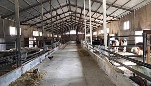 Yılanın soktuğu 700 kiloluk büyükbaş hayvan telef oldu 