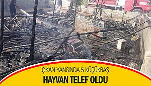 Çıkan yangında 5 küçükbaş hayvan telef oldu