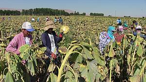 Elbistan Ovası'nda ayçiçeği hasadı başladı 