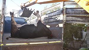 Kahramanmaraş'ta elektrik akımına kapılan 5 inek telef oldu 