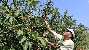 Tarımda kimyasal ilaçların kullanımını azaltmak için 