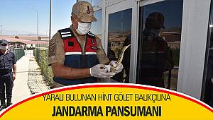 Yaralı bulunan Hint gölet balıkçılına jandarma pansumanı