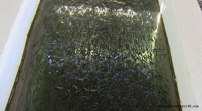 Elbistan, balık üretiminde önemli bir merkez