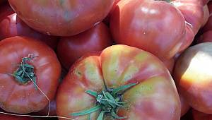 Herkes bu tohumun peşinde 