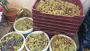 Kahramanmaraş’ta bu yıl 70 bin ton üzüm rekoltesi bekleniyor 