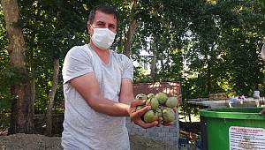 Kahramanmaraş’ta ceviz ihracatı başladı 