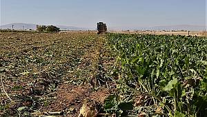 Kahramanmaraş’ta şekerpancarı sökümü başladı 