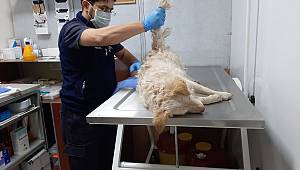 Elbistan’da yaralı köpeğe sahip çıktılar 
