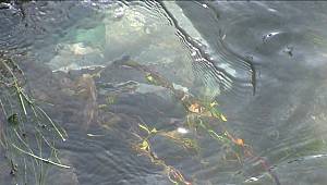 Kahramanmaraş'ta boğulma tehlikesi geçiren çocuğu çevredekiler kurtardı 