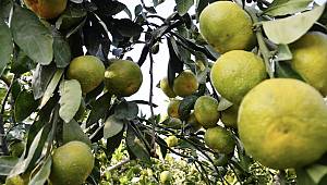 Kahramanmaraş’ta mandalina hasadına başlandı 