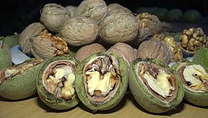 Kahramanmaraş’ta melezleme yöntemiyle ‘Diriliş’ cevizi üretildi 