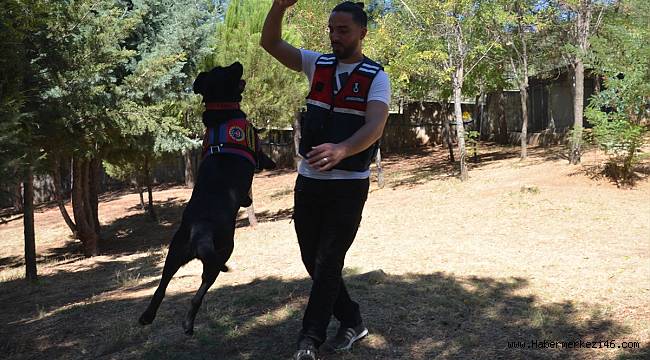 Narkotik Kopegi Safir Gorevinin Ilk Yilinda Jandarmanin Gururu Oldu Yerel Kahramanmaras In Haber Merkezi