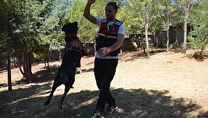 Narkotik köpeği 