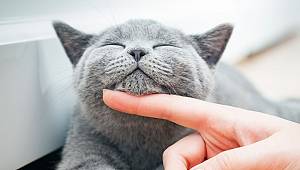 Türkiye’nin Yüzde19’u Kedi Sahibi 