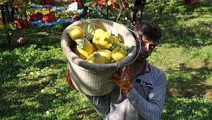 Dalında satılan Şahinkaya ayvası 10 ülkeye ihraç ediliyor 