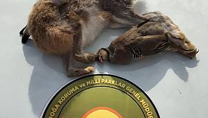 Göksun’da yasadışı avlanan 5 kişiye işlem yapıldı 