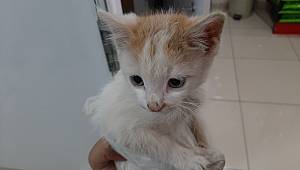Hastalanan yavru kediye sahip çıktı 