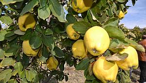 Kahramanmaraş'ta ayva günü etkinliği düzenlendi 