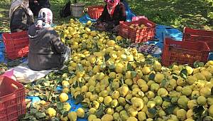 Kahramanmaraş’ta ayva hasadı başladı 