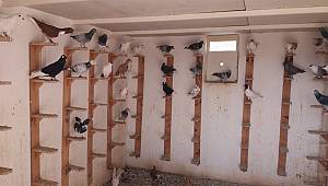 Kahramanmaraş’ta güvercinler için servet harcıyorlar 