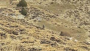 Kahramanmaraş’ta usulsüz avlanan avcılara af yok 