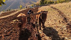Kırsal mahallerde traktörlerden daha kıymetliler 