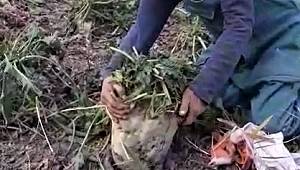 Tarlasında her biri 20 kilogram gelen şeker pancarı üretti 