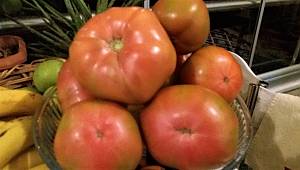 Türkoğlu’nda serada yılda 30 bin ton domates üretiliyor 