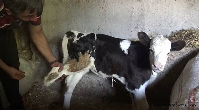 Üç ayaklı dünyaya gelen buzağısına protez ayak taktırmak için yardım bekliyor