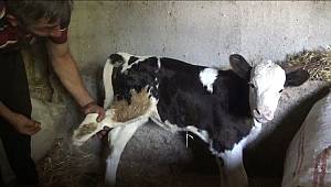 Üç ayaklı dünyaya gelen buzağısına protez ayak taktırmak için yardım bekliyor 