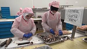 Denize kıyısı olmayan Kahramanmaraş'ta 55 ülkeye balık ihracatı 