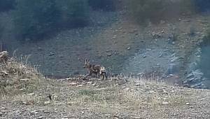 Kahramanmaraş'ta aç kalan tilki, mahallede yiyecek aradı 