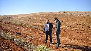 Kahramanmaraş'ta baba oğul arazilerini gül bahçesine çevirdi 