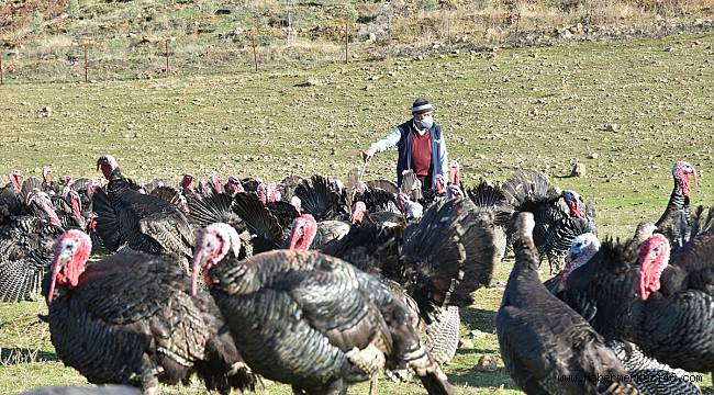 Kahramanmaraş'ta hindi üreticileri satıştan memnun