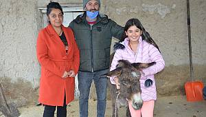 Kahramanmaraş'ta işkence edildiği iddia edilen eşek geçici olarak 10 yaşındaki çocuğa verildi 