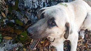 Kayalıklarda mahsur kalan köpeği itfaiye ekipleri kurtardı 