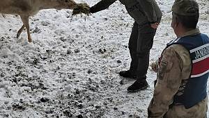 Jandarma geyikleri eliyle besledi 