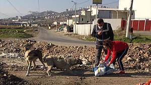 Kahramanmaraş'ta sokak hayvanları unutulmadı