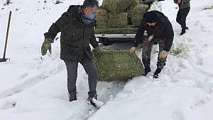 Kahramanmaraş’ta yaban keçileri için yonca bırakıldı 