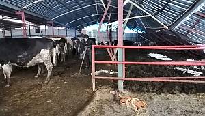 Kahramanmaraş'ta yoğun kar yağışı sonrası besi ahırlarının çatısı çöktü 