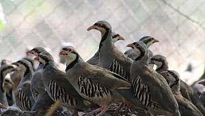 Yılın ilk keklikleri kuluçkadan çıktı 