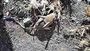 Arap Tavşanı Kahramanmaraş’ta görüntülendi 