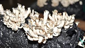 Hobi olarak mantar üretimine başlayan kadın girişimci talebe yetişemiyor 