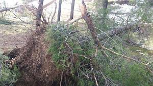 Şiddetli rüzgâr ve beraberindeki kar çam ağaçlarını yerinden söktü 