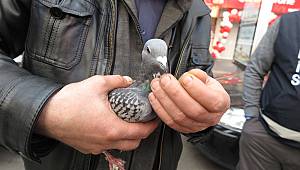 Yaralı güvercine önce esnaf sonra polis sahip çıktı 