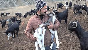 Kahramanmaraş’ta küçükbaş hayvan sayısı 1 milyon 300 bine ulaştı
