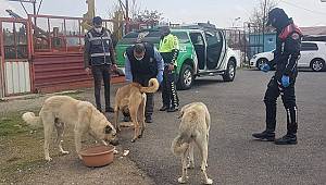 Kahramanmaraş’ta sokak hayvanlarına polis şefkati 