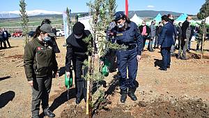 Kahramanmaraş’ta yanan ormanlar küllerinden doğuyor